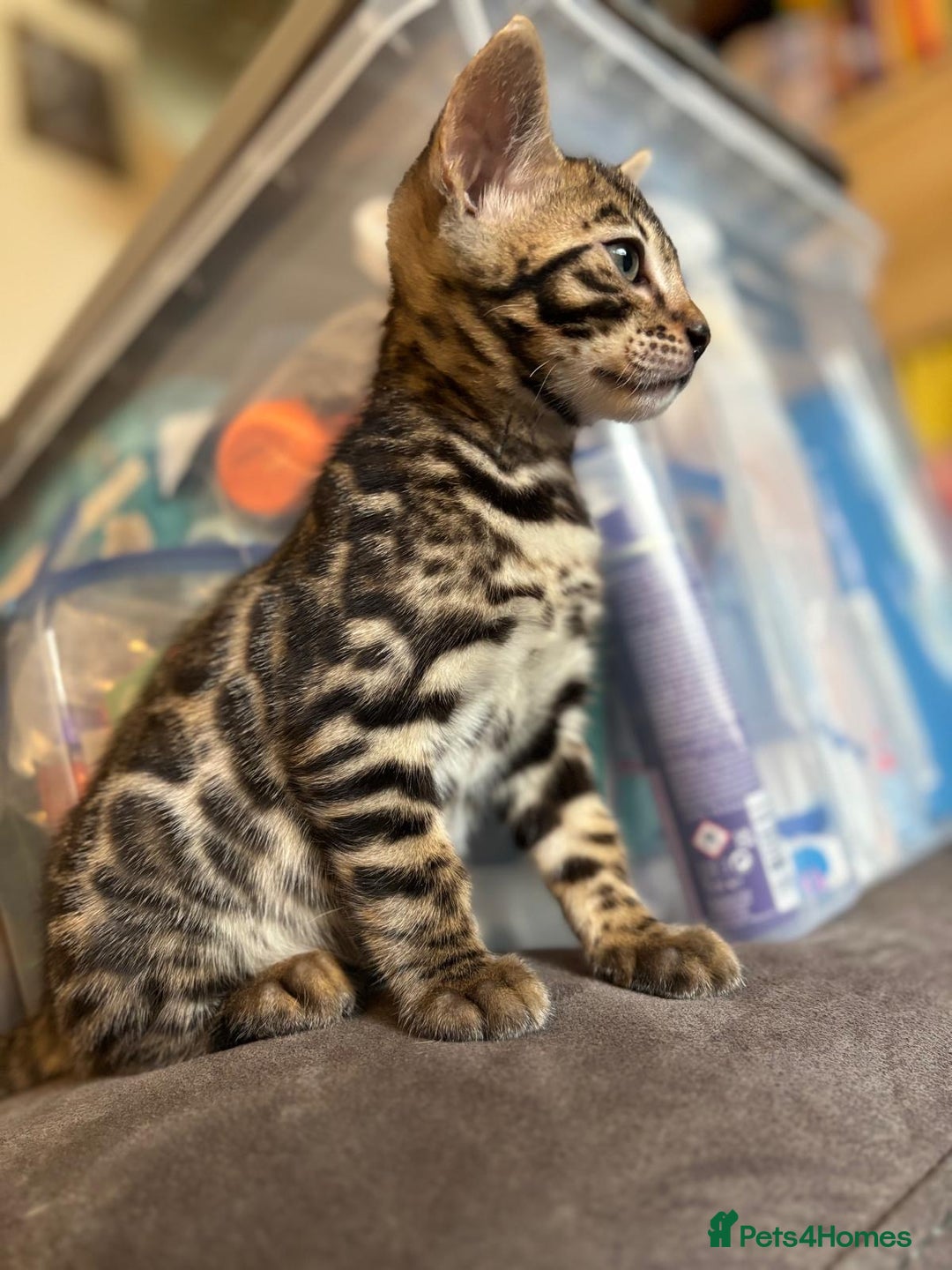 Bengal cats for sale: Pedigree TICA Bengal Brown Rosetted Male Kitten - Image 2