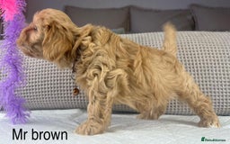 Maltipoo dogs for sale: STUNNING BOYS AND GIRL. DNA TESTED CLEAR FATHER - Image 11