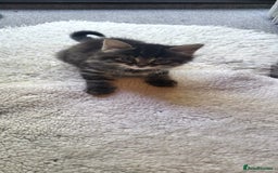 Mixed Breed cats for sale: Lovely kittens Looking for new Homes  - Image 35