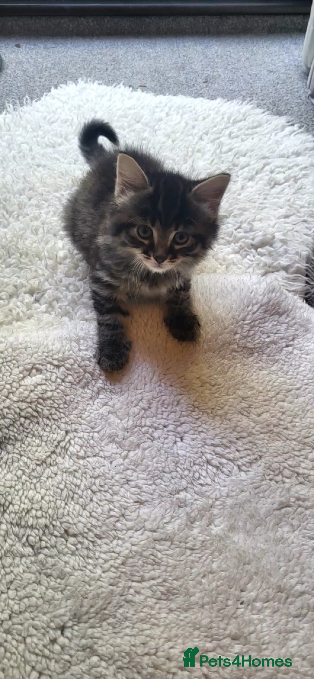 Mixed Breed cats for sale: Lovely kittens Looking for new Homes  - Image 35
