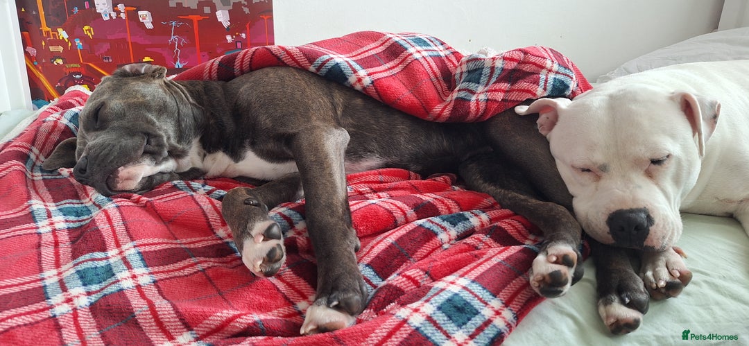 Mixed Breed dogs for sale: Looking for a safe, loving home for one dog - Advert 7