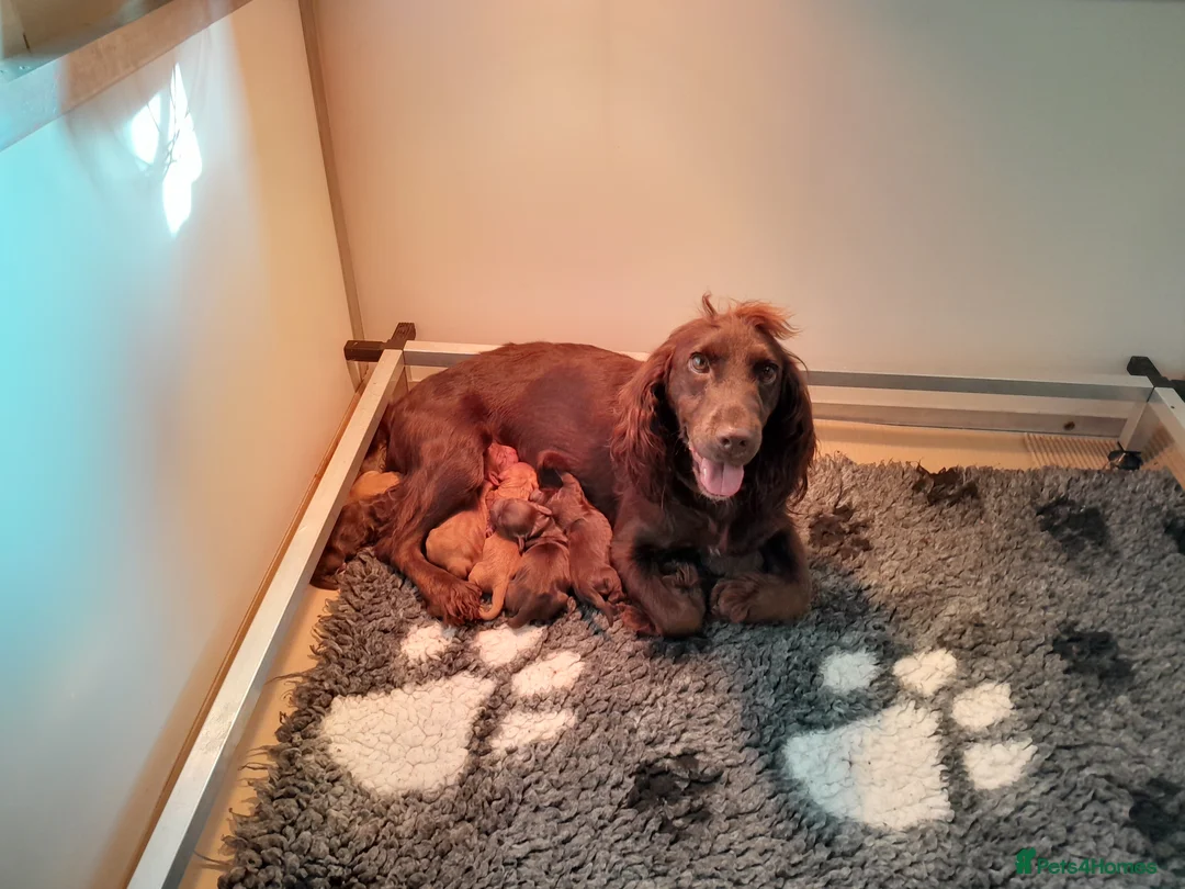 Cocker Spaniel dogs for sale: Kc Reg Health tested working Cocker spaniels  - Advert 2