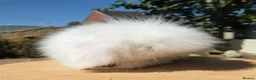 Angora rabbits for sale: Teddywidders ready to go now  - Advert 3