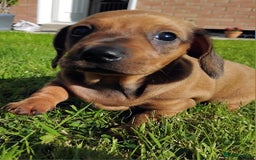 Miniature Dachshund dogs for sale: Minature dachshund male puppie - Image 3