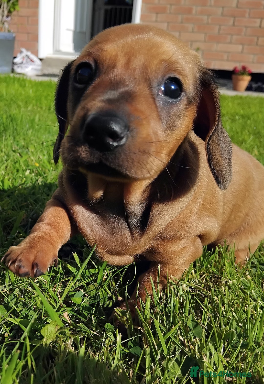 Miniature Dachshund dogs for sale: Minature dachshund male puppie - Image 3