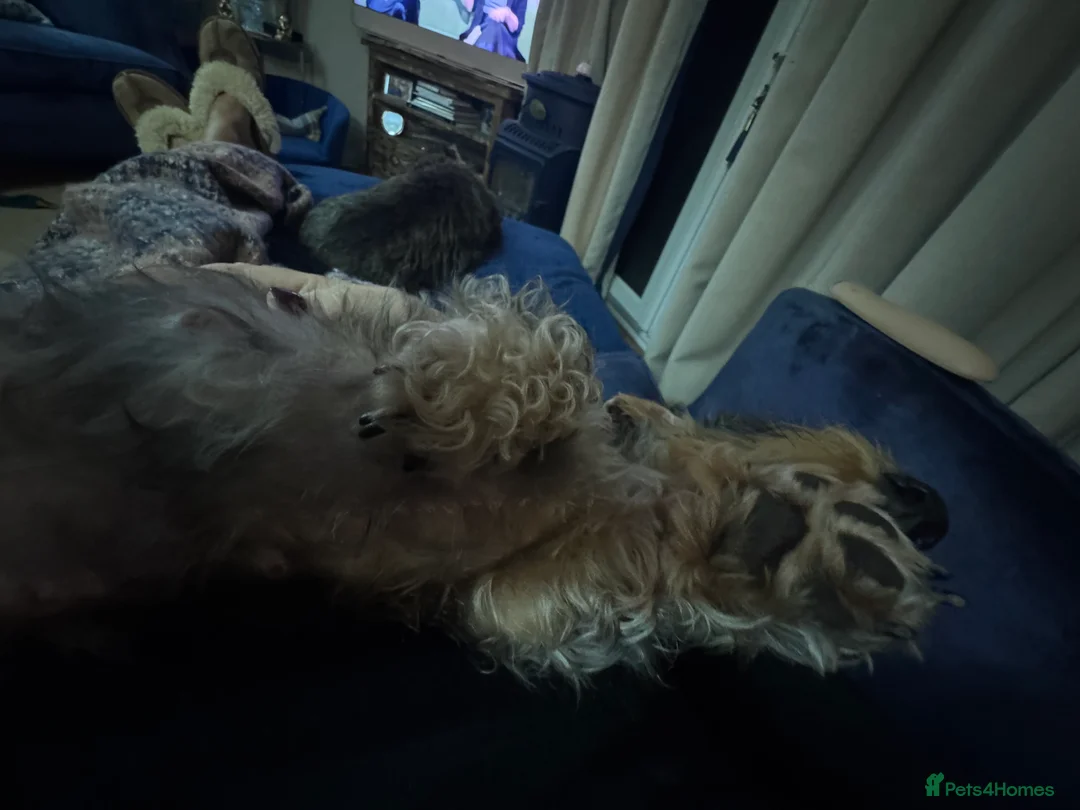 Dachshund dogs for sale: Miniature wire haired dachshunds - Advert 7