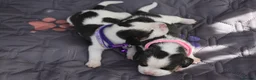 Beagle dogs for sale: Beautiful beagle puppies  in Rugby - Advert 9