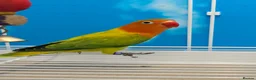 Lovebirds birds for sale: DNA sexed Male Female Lovebirds in Birmingham - Advert 5