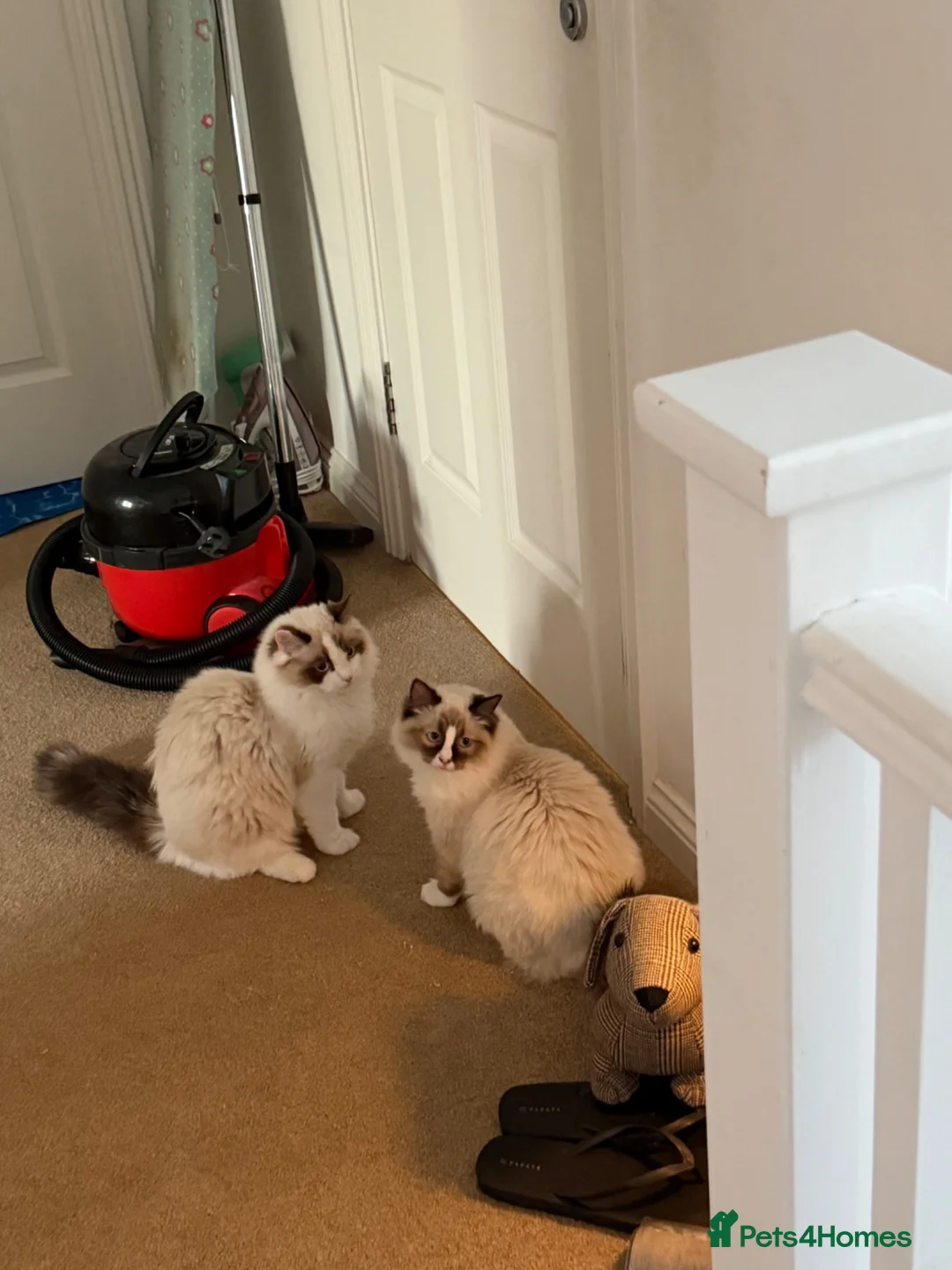 Ragdoll cats for sale: Ragdoll siblings to go to a home together.  - Advert 11