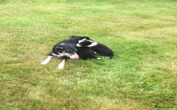 Border Collie dogs for sale: Farm bred border collie pups - Image 4