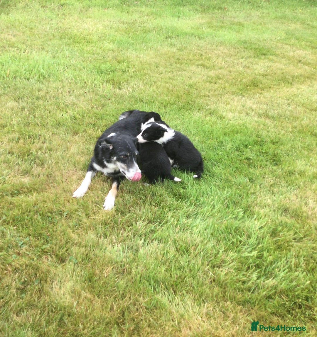 Border Collie dogs for sale: Farm bred border collie pups - Image 4