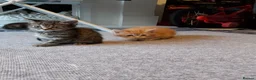 Mixed Breed cats for sale: 4 mixed kittens ready for loving homes - Advert 14