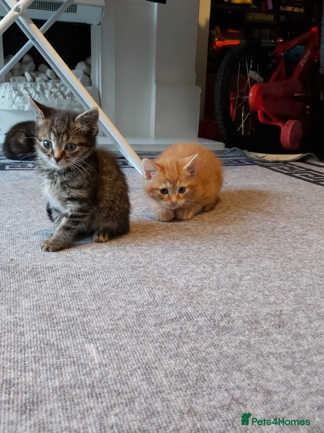 Mixed Breed cats for sale: 4 mixed kittens ready for loving homes - Advert 14