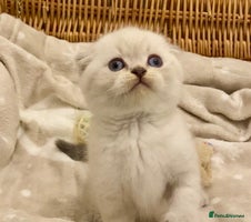 British Shorthair cats - Advert 2
