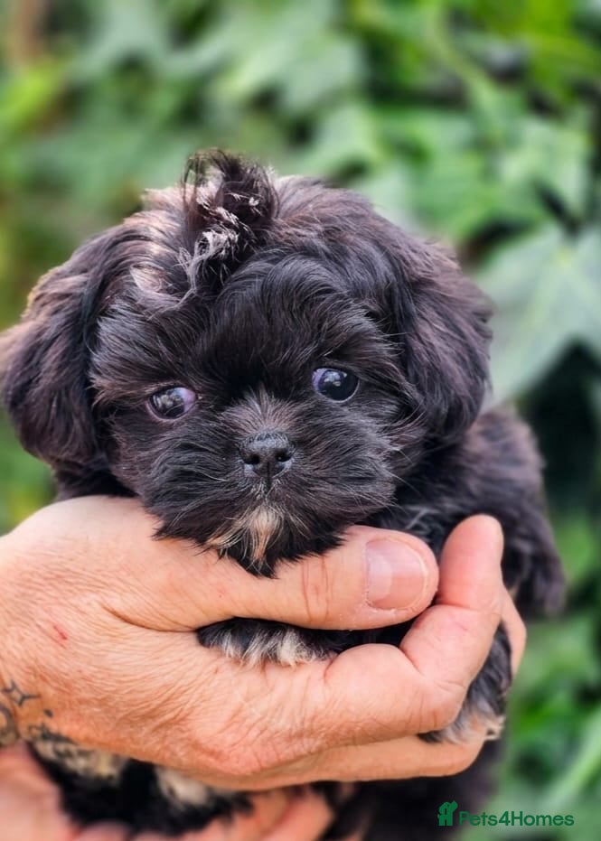 Shih Tzu dogs Amazing Tiny Imperial Shih Tzu Puppies - Advert 1