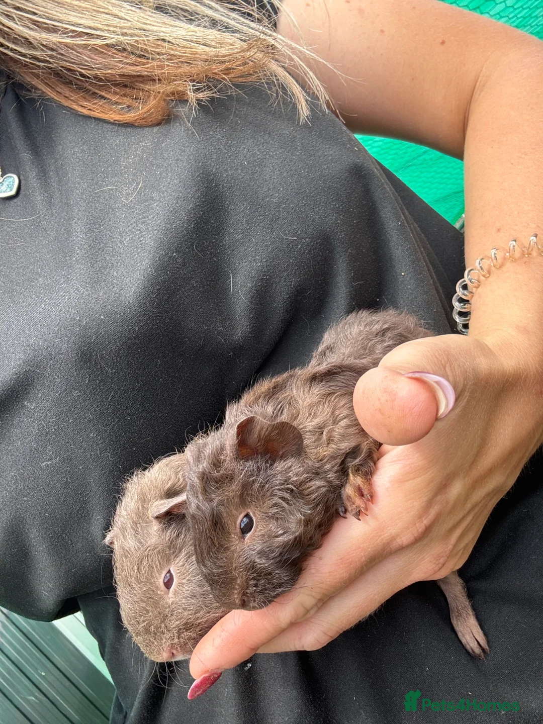 Guinea Pig rodents for sale: 2 little boys ready now  - Advert 2