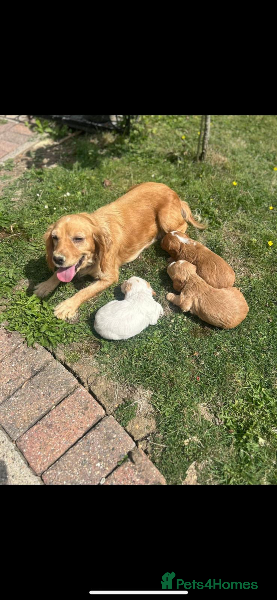 Cocker Spaniel dogs for sale: Gorgeous cocker spaniel puppies  - Image 8