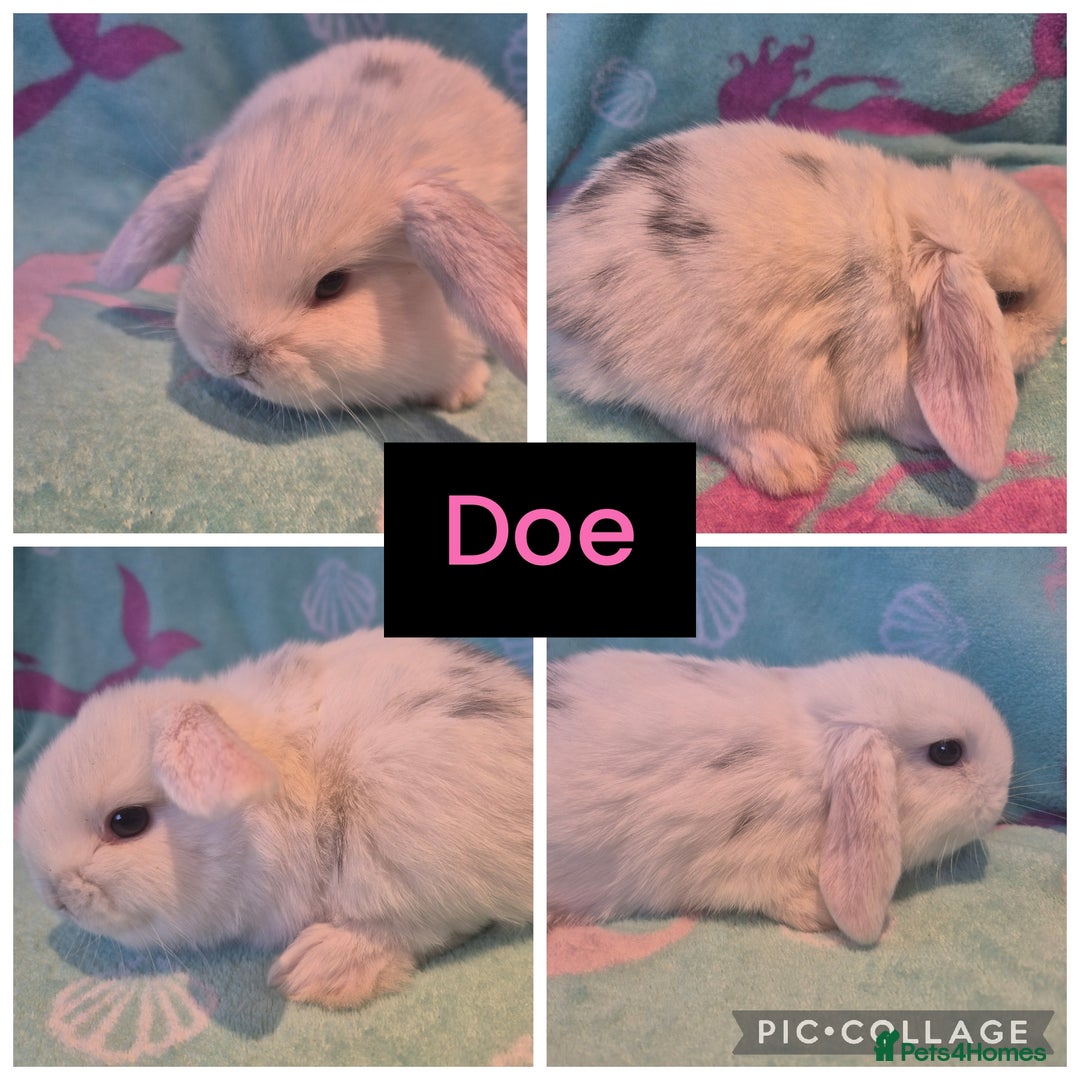 Mini Lop rabbits for sale: Beautiful litter of 10 mini lops - Advert 5