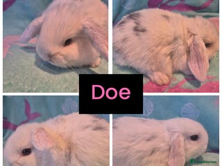 Mini Lop rabbits Beautiful litter of 5 mini lops - Advert 9