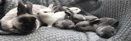 Rex rabbits for sale: Beautiful Purebreed Velvet Mini Rex rabbits - Advert 23