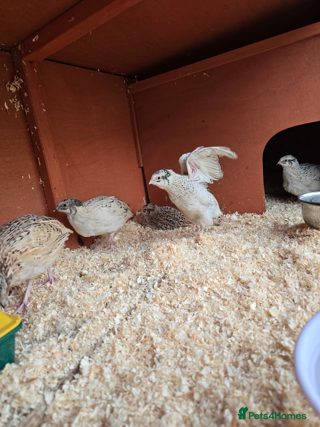 Mixed Breed birds for sale: Coturnix quail free to good home  in Middlesbrough - Image 4