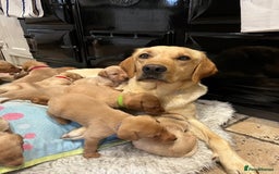 Labrador Retriever dogs for sale: 11 Exceptional Labrador Puppies - Image 18