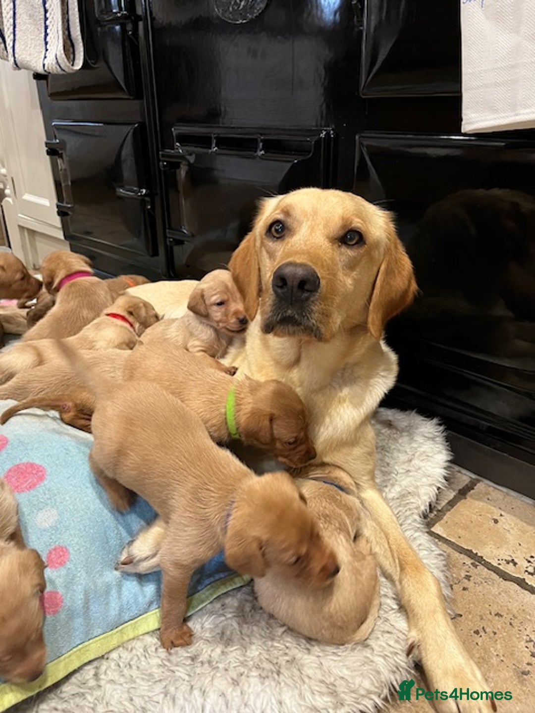 Labrador Retriever dogs for sale: 11 Exceptional Labrador Puppies - Image 18