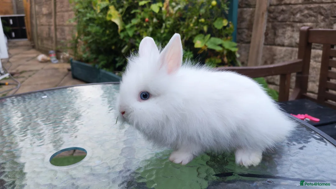 Lionhead rabbits for sale: Lion head bunnies  - Advert 6