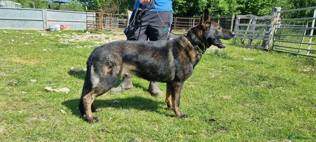 German Shepherd dogs for sale: German shepherd Czech line pups kc registered  - Advert 2