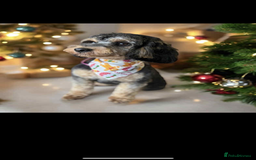 Cockapoo dogs for sale: Cockapoo puppy  - Image 9