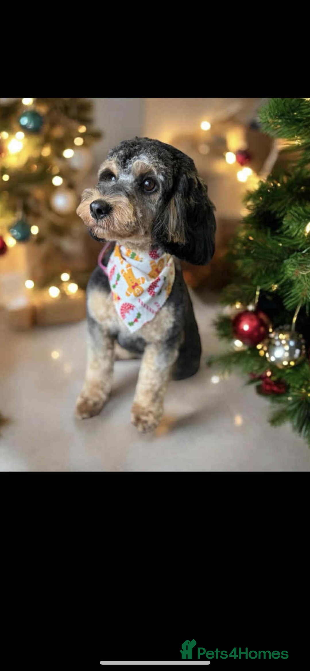 Cockapoo dogs for sale: Cockapoo puppy  - Image 9