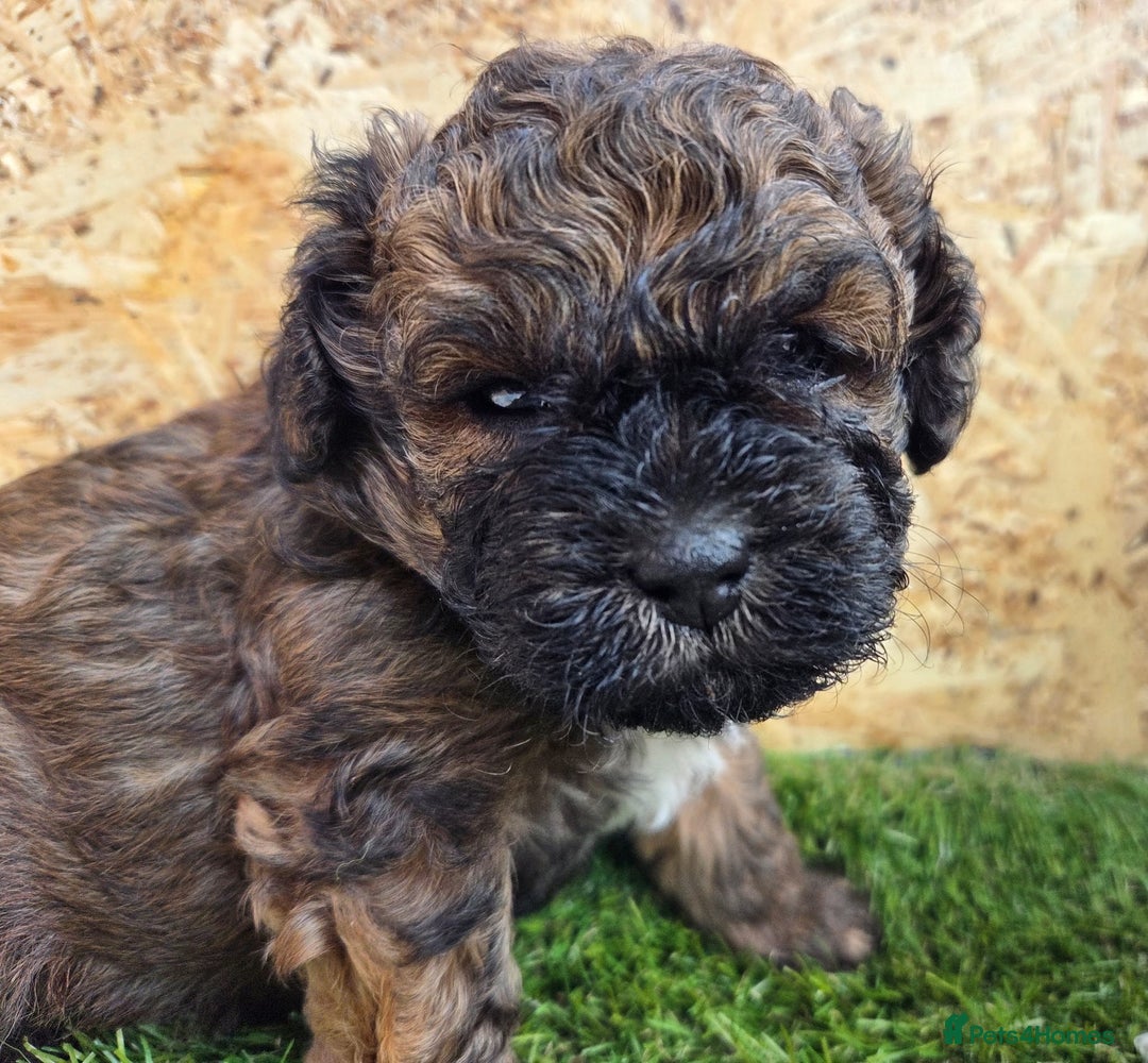 Shihpoo dogs for sale: F2 shihpoo puppies. - Image 15