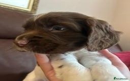 English Springer Spaniel dogs for sale: Stunning English springer spaniels for Sale - Image 1
