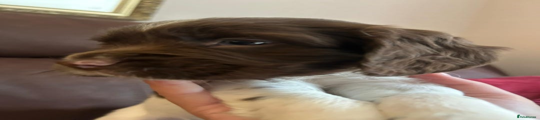English Springer Spaniel Puppy 3