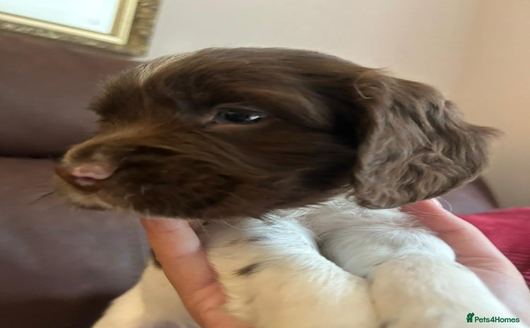 English Springer Spaniel dogs - Advert 4
