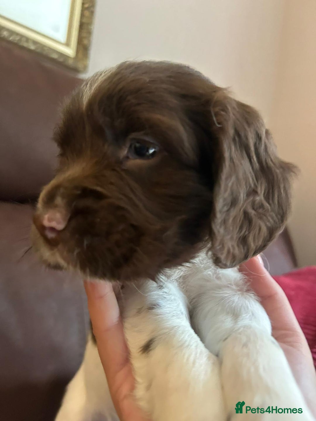 English Springer Spaniel dogs for sale: Stunning English springer spaniels for Sale - Image 1