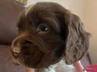 English Springer Spaniel dogs - Advert 1