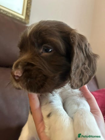 English Springer Spaniel dogs - Advert 2