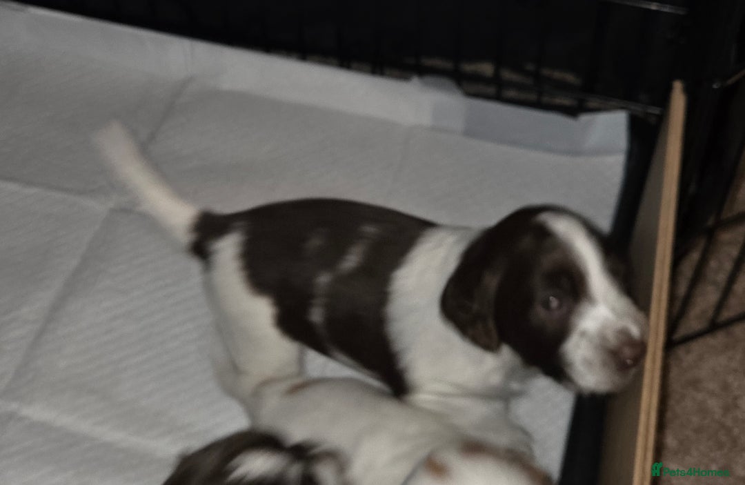 Cocker Spaniel dogs for sale: 7 little beauties show cockers - Advert 10