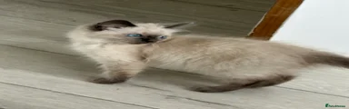 Ragdoll 2