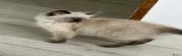 Ragdoll cats for sale: ragdoll kittens  and British shorthair available  - Advert 5