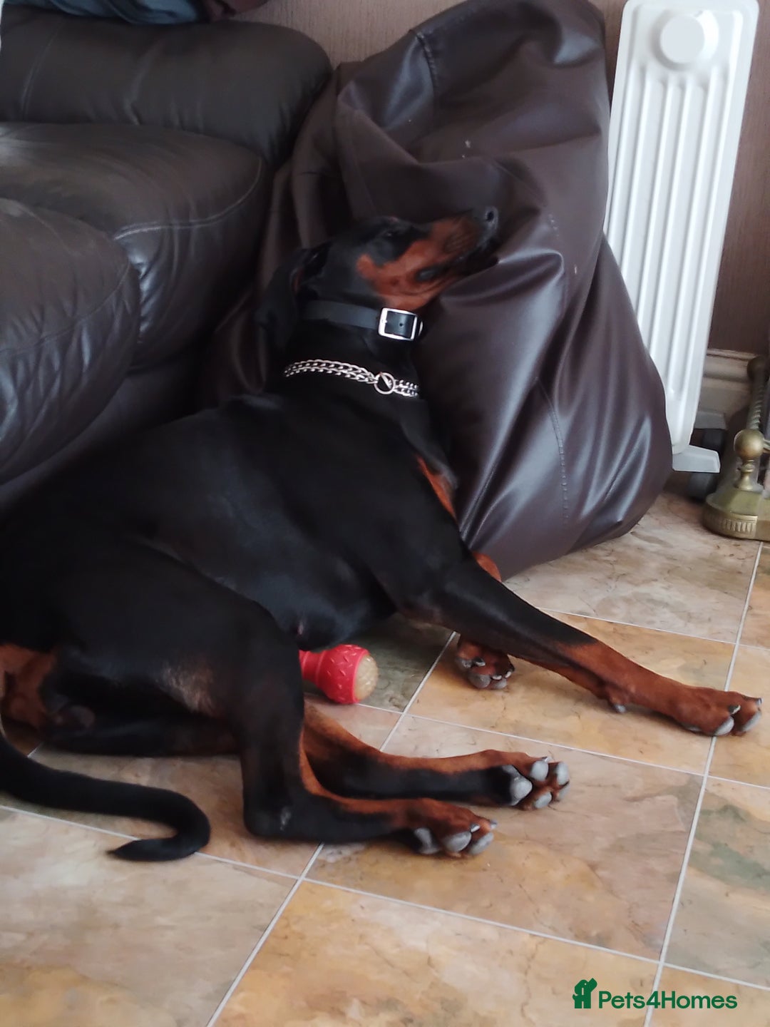 Dobermann dogs for sale: Dobermann Bitch 3 1/2 years old - Advert 6