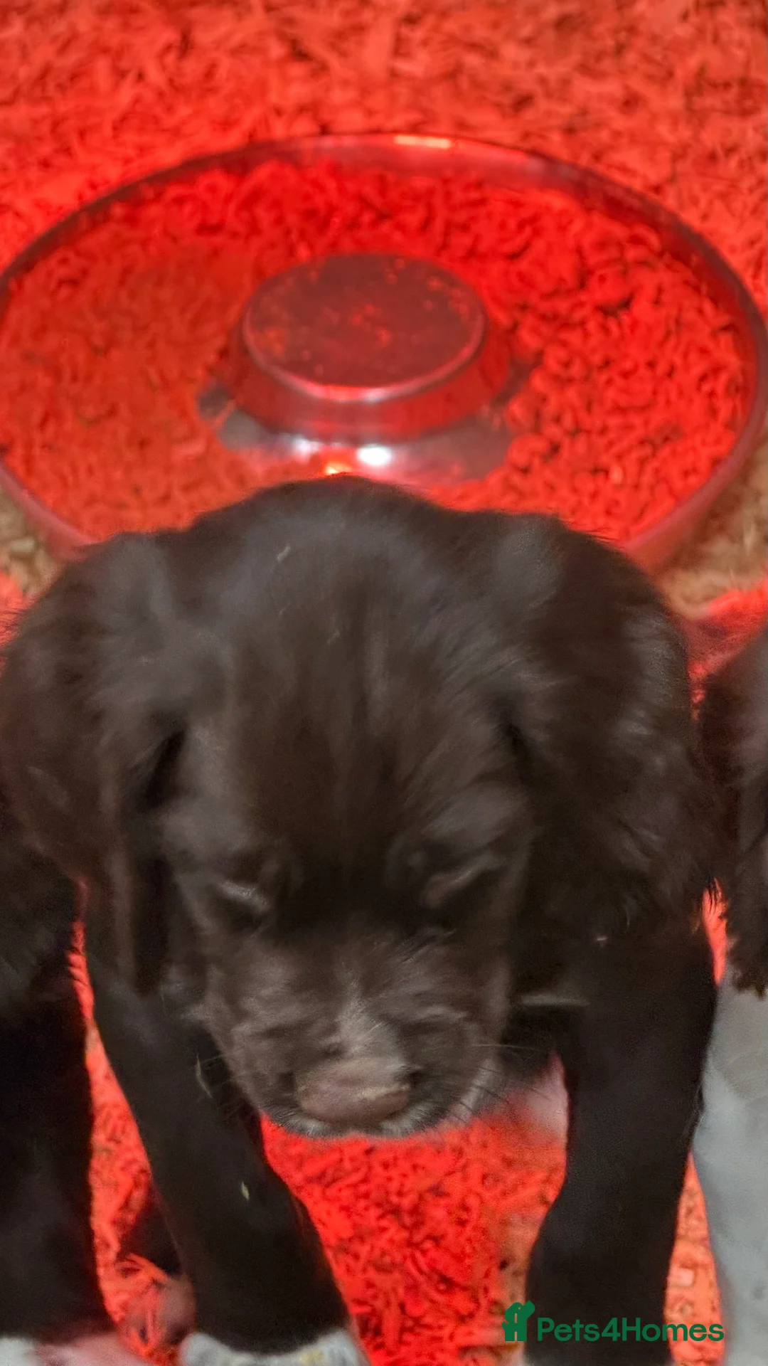 Sprocker dogs for sale: Beautiful Sprocker Spaniels - Advert 19