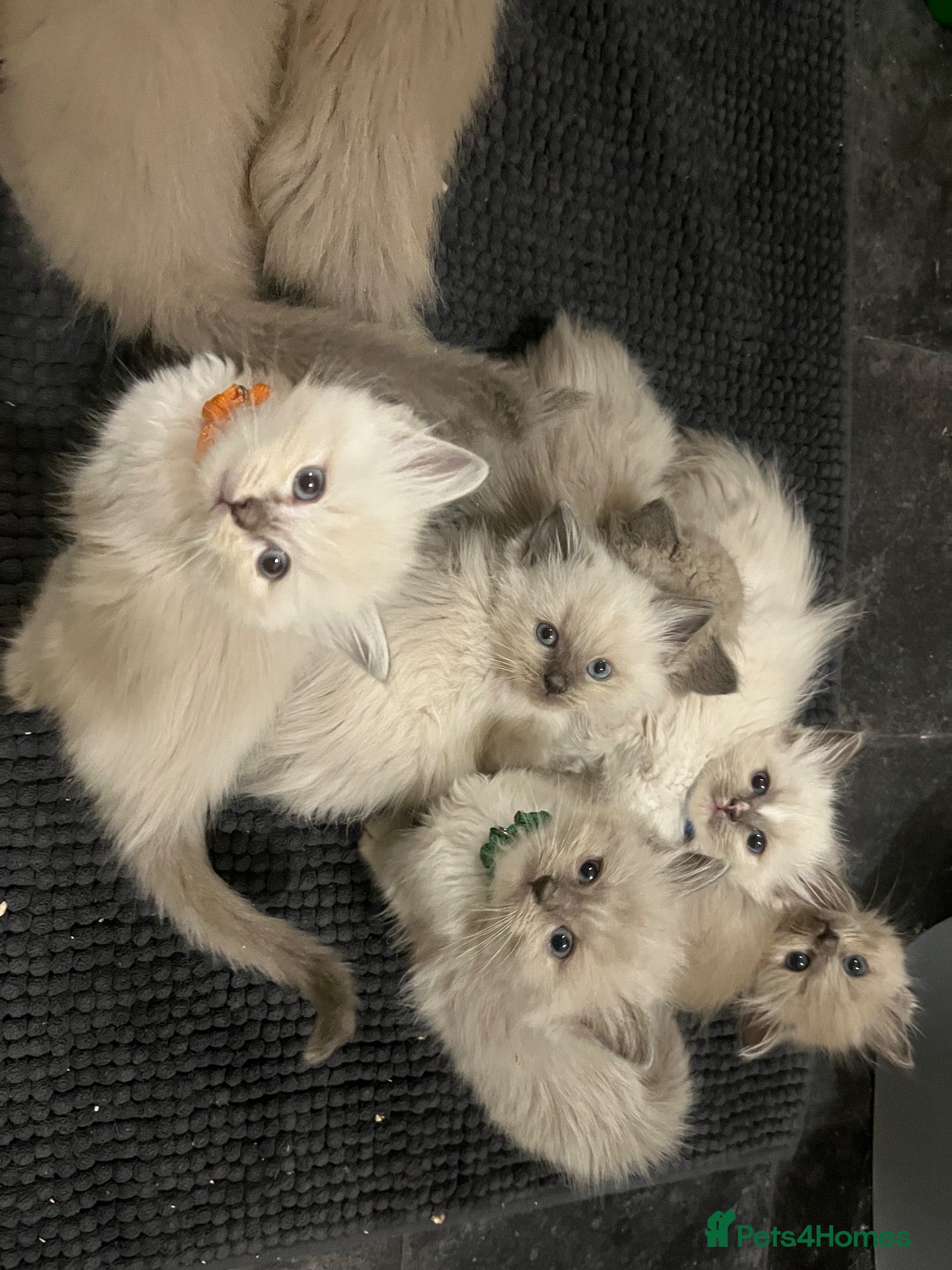 Ragdoll cats Beautiful ragdoll kittens all male  - Advert 14