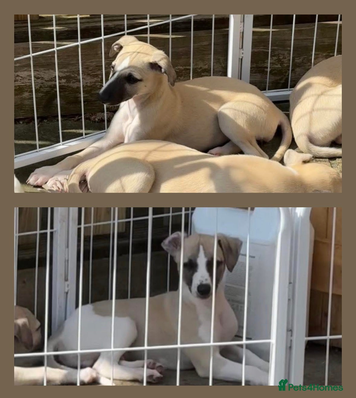 Whippet dogs Fawn Whippet Puppies show breeding lines - Advert 10