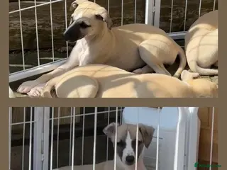 Whippet dogs Fawn Whippet Puppies show breeding lines - Advert 9
