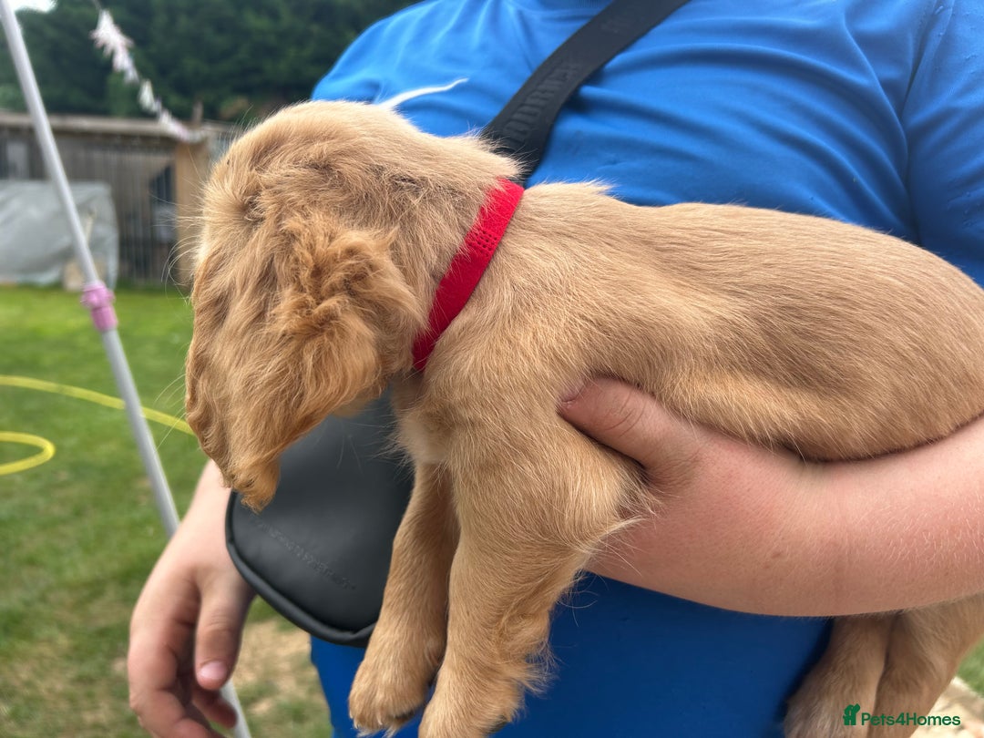 Mixed Breed dogs for sale: Jackapoo spaniel cross - hound puppies  - Image 4