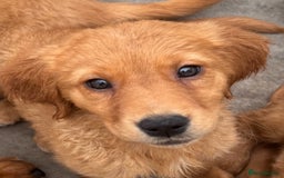 Golden Retriever dogs for sale: Dark fox red KC golden retriever puppies - Image 4