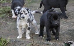Borador dogs for sale: Labrador x Collie puppies - Image 1