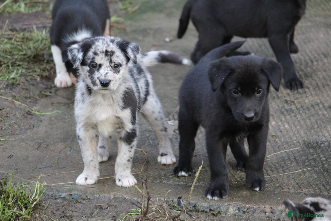 Borador dogs for sale: Labrador x Collie puppies - Image 1